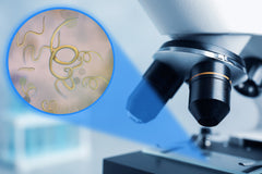 Pinworm Symptoms: How to Recognize an Infection in Children and Adults
